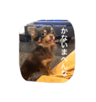 ちこスタンプスタンプ（個別スタンプ：29）