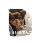 ちこスタンプスタンプ（個別スタンプ：31）