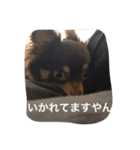 ちこスタンプスタンプ（個別スタンプ：33）