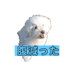 たんたんの日常で使えるスタンプ！（個別スタンプ：1）