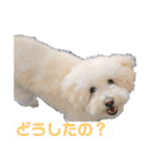 たんたんの日常で使えるスタンプ！（個別スタンプ：2）