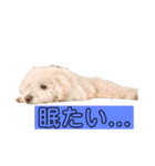 たんたんの日常で使えるスタンプ！（個別スタンプ：3）