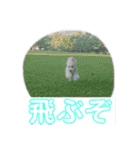 たんたんの日常で使えるスタンプ！（個別スタンプ：11）