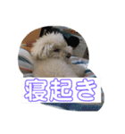 たんたんの日常で使えるスタンプ！（個別スタンプ：12）