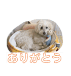 たんたんの日常で使えるスタンプ！（個別スタンプ：14）