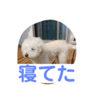 たんたんの日常で使えるスタンプ！（個別スタンプ：15）