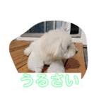 たんたんの日常で使えるスタンプ！（個別スタンプ：16）