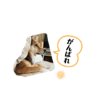 花スタンプ4（個別スタンプ：1）
