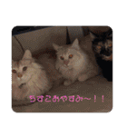 おいらのともだち！！！（個別スタンプ：31）