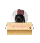 愛しのペット♥（個別スタンプ：13）