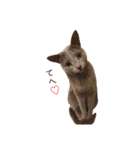 ねこのスタンプ♡(ロシアブルー)（個別スタンプ：24）