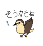 野鳥だいすきスタンプ♡（個別スタンプ：20）