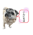 パグのけんちゃん Part.7（個別スタンプ：5）