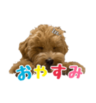 うにくん〜まんちぇの日常〜（個別スタンプ：3）