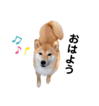 柴犬うめの日常編③（個別スタンプ：1）