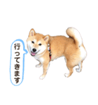 柴犬うめの日常編③（個別スタンプ：2）
