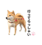 柴犬うめの日常編③（個別スタンプ：3）