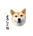 柴犬うめの日常編③（個別スタンプ：4）