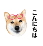 柴犬うめの日常編③（個別スタンプ：5）