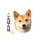 柴犬うめの日常編③（個別スタンプ：6）