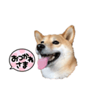 柴犬うめの日常編③（個別スタンプ：7）