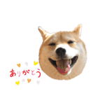 柴犬うめの日常編③（個別スタンプ：8）