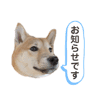 柴犬うめの日常編③（個別スタンプ：9）