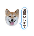 柴犬うめの日常編③（個別スタンプ：10）