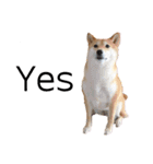 柴犬うめの日常編③（個別スタンプ：11）