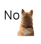 柴犬うめの日常編③（個別スタンプ：12）