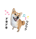 柴犬うめの日常編③（個別スタンプ：13）
