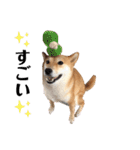 柴犬うめの日常編③（個別スタンプ：14）