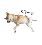 柴犬うめの日常編③（個別スタンプ：15）