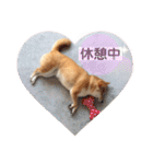 柴犬うめの日常編③（個別スタンプ：16）