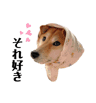 柴犬うめの日常編③（個別スタンプ：17）