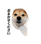 柴犬うめの日常編③（個別スタンプ：18）