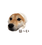 柴犬うめの日常編③（個別スタンプ：19）