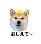 柴犬うめの日常編③（個別スタンプ：20）