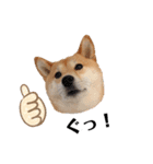 柴犬うめの日常編③（個別スタンプ：21）