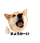 柴犬うめの日常編③（個別スタンプ：22）