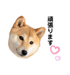柴犬うめの日常編③（個別スタンプ：23）