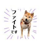 柴犬うめの日常編③（個別スタンプ：24）