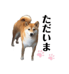 柴犬うめの日常編③（個別スタンプ：26）