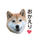 柴犬うめの日常編③（個別スタンプ：27）