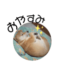 柴犬うめの日常編③（個別スタンプ：28）