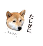 柴犬うめの日常編③（個別スタンプ：29）