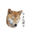 柴犬うめの日常編③（個別スタンプ：30）