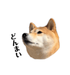 柴犬うめの日常編③（個別スタンプ：31）