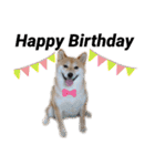 柴犬うめの日常編③（個別スタンプ：32）