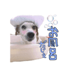ジャックのラスさんスタンプその2（個別スタンプ：7）